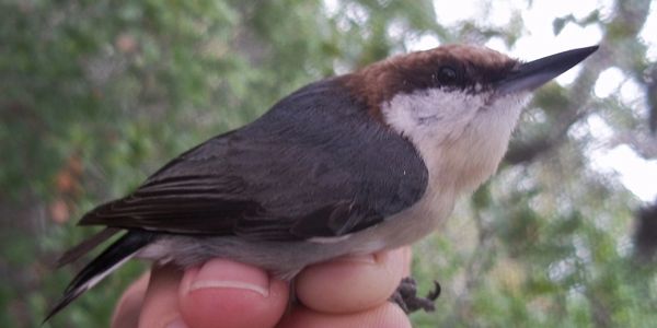 Nuthatch